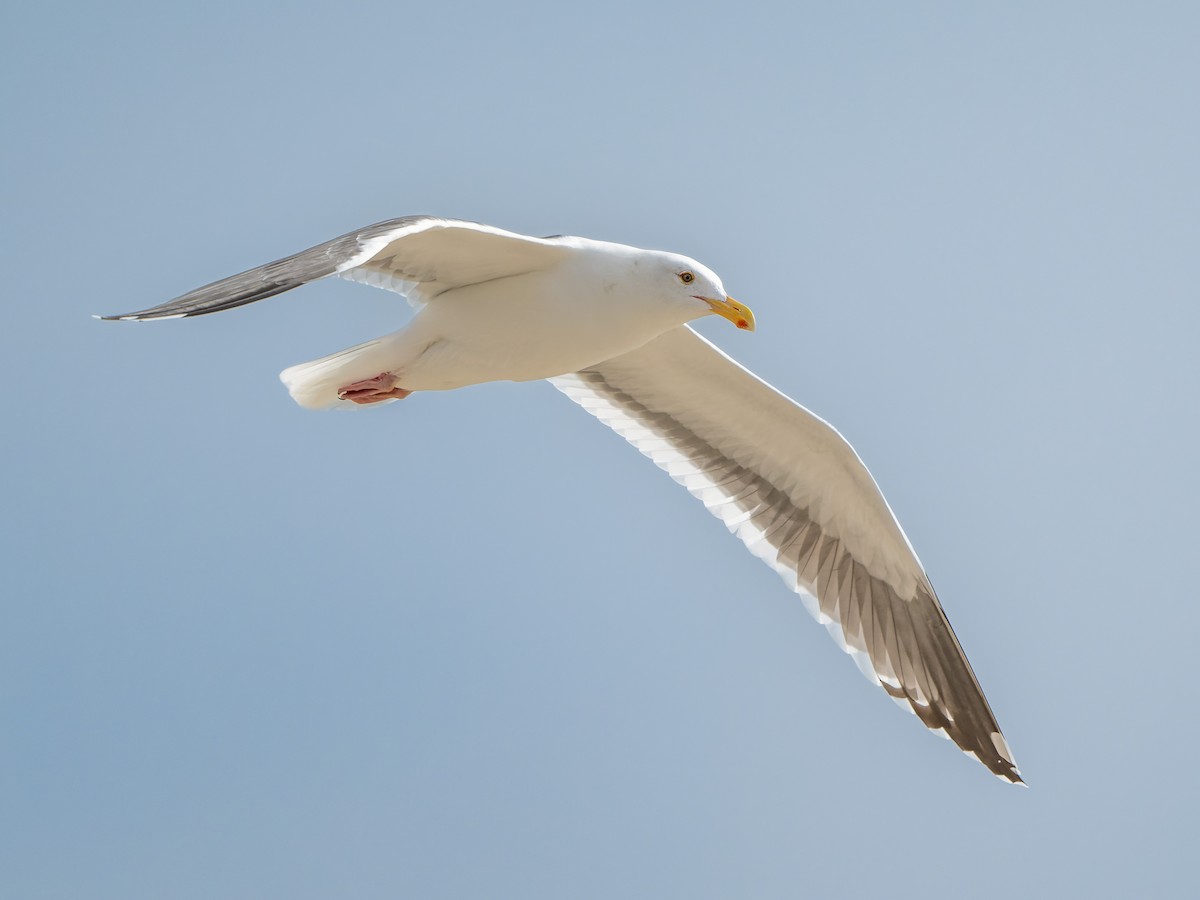 Gaviota Occidental - ML644684728