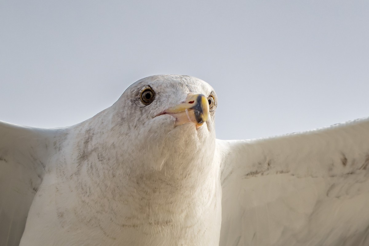 Gaviota Occidental - ML644684729