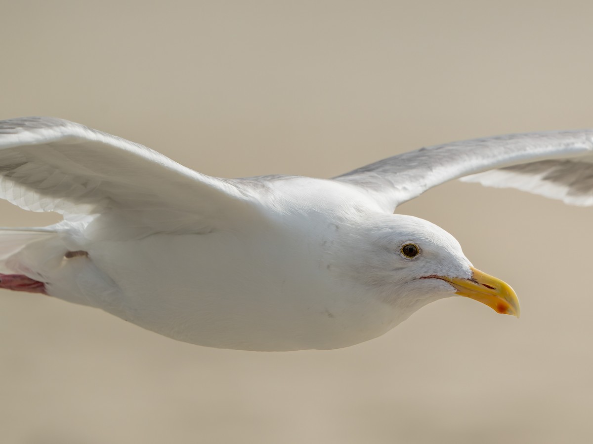 Gaviota Occidental - ML644684730