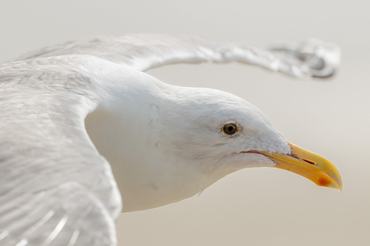 Gaviota Occidental - ML644684731