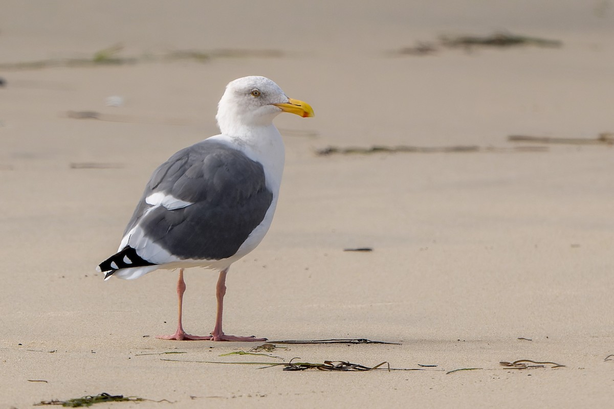 Gaviota Occidental - ML644684732