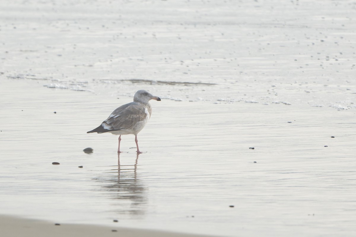 Gaviota Occidental - ML644684733