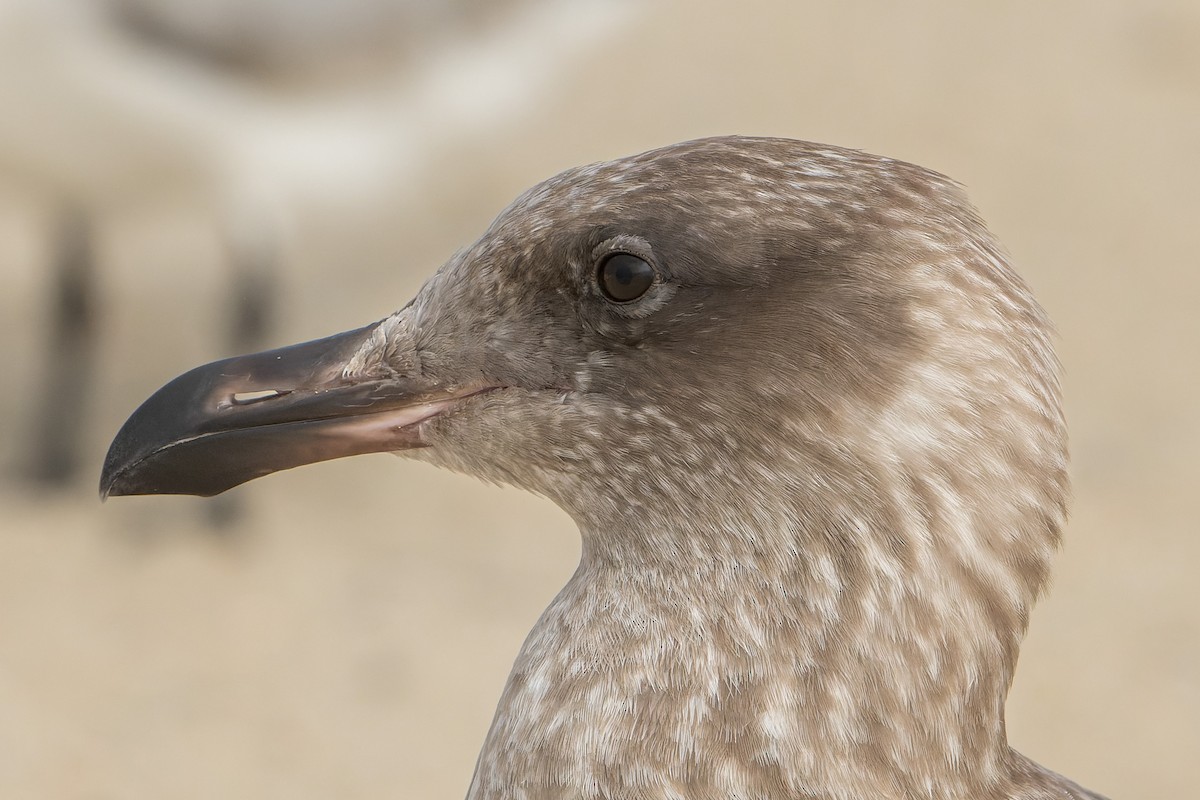Gaviota Occidental - ML644684734