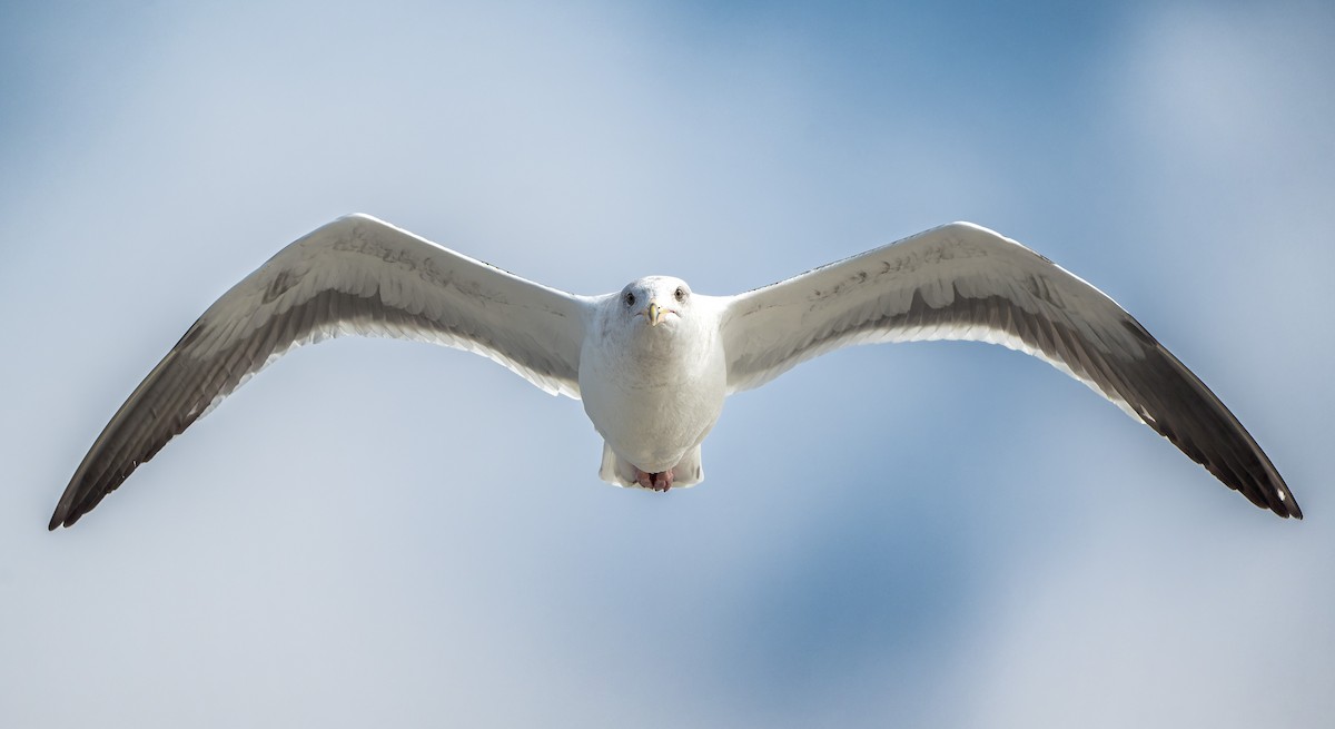 Gaviota Occidental - ML644684735