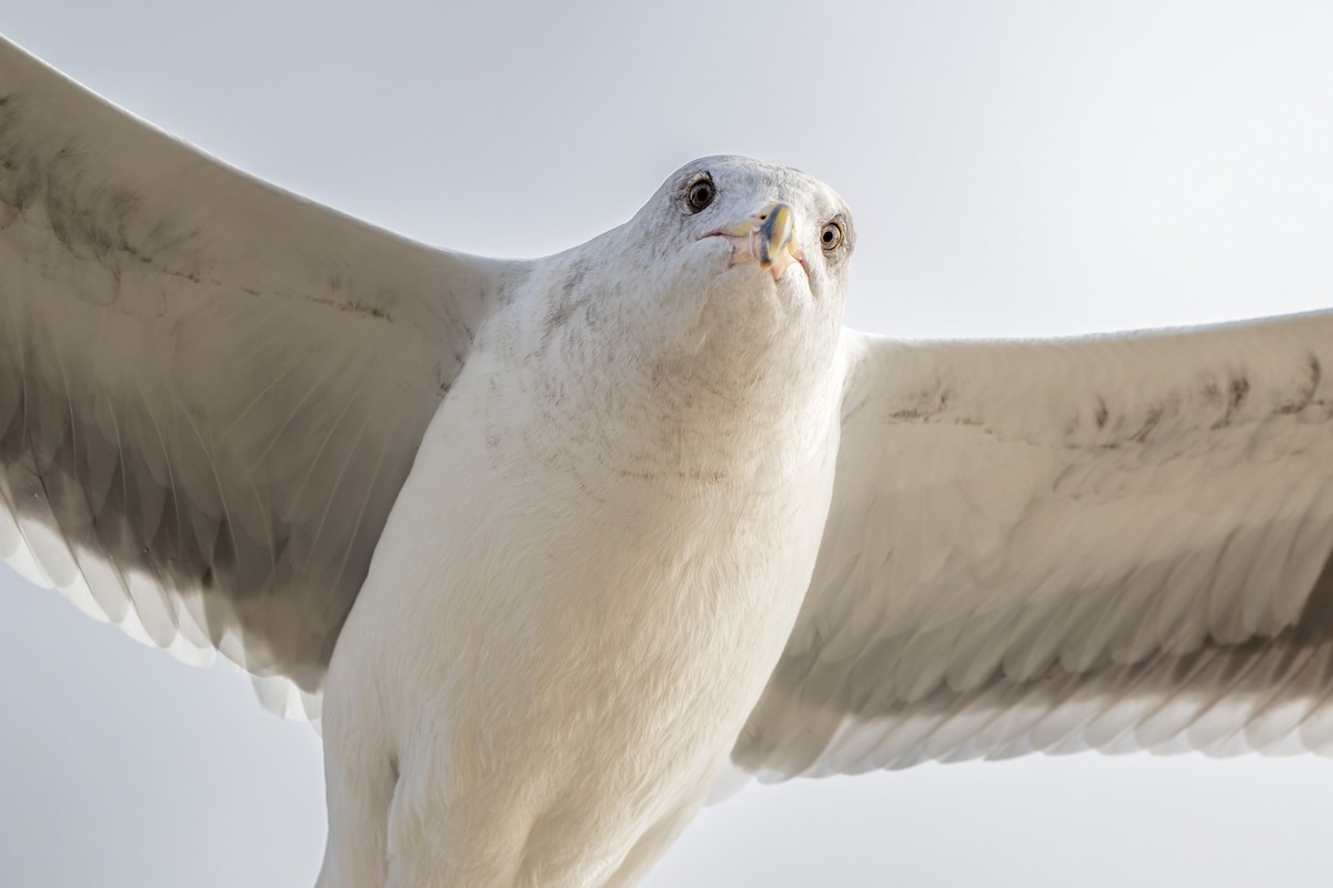 Gaviota Occidental - ML644684737