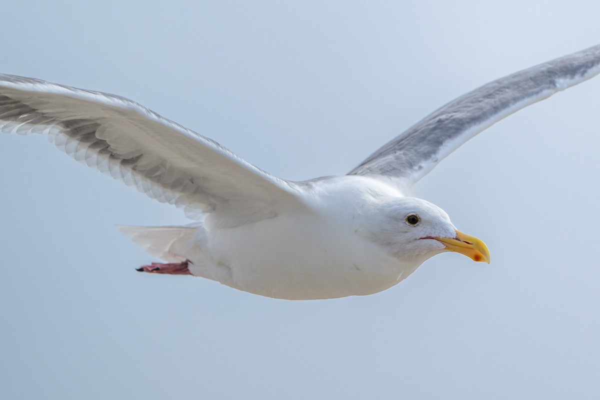 Gaviota Occidental - ML644684738