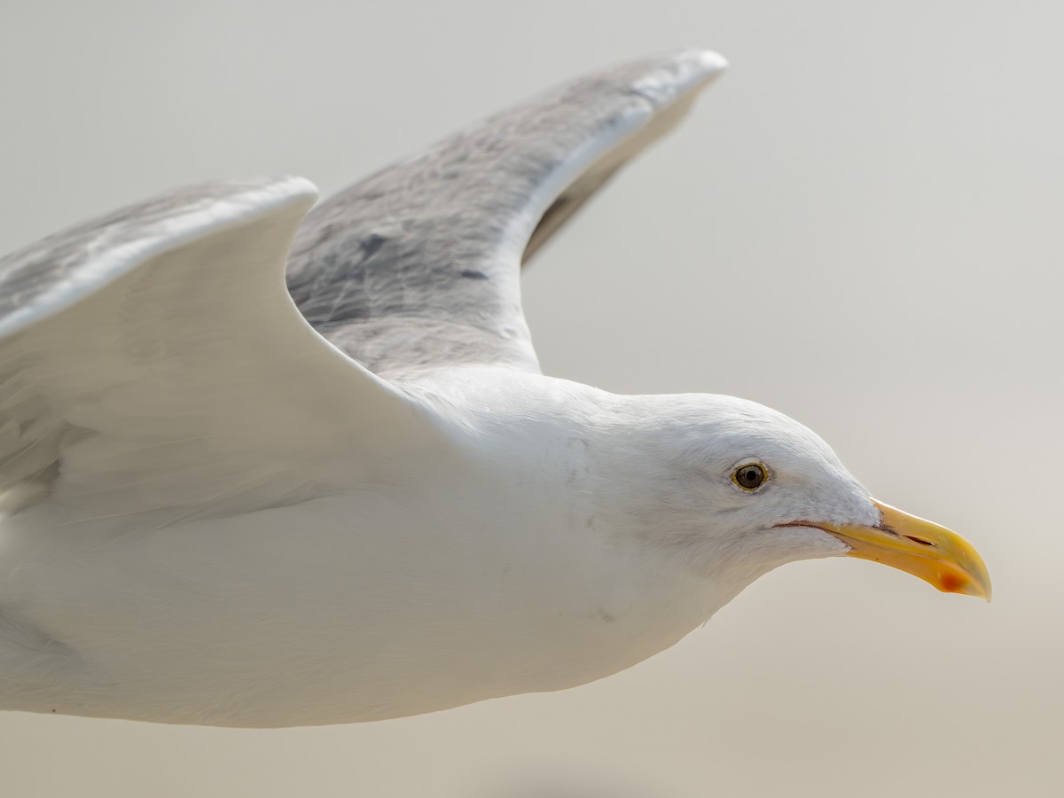 Gaviota Occidental - ML644684739