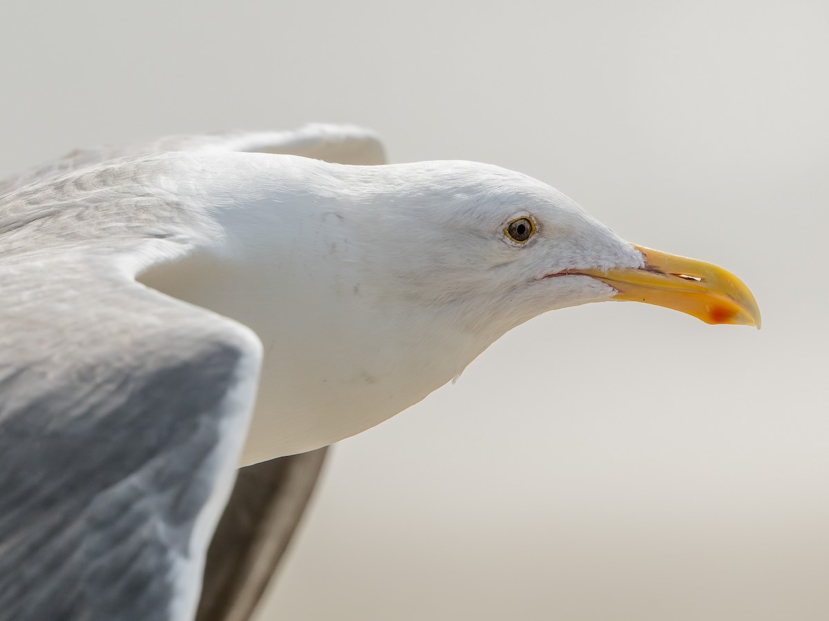 Gaviota Occidental - ML644684740