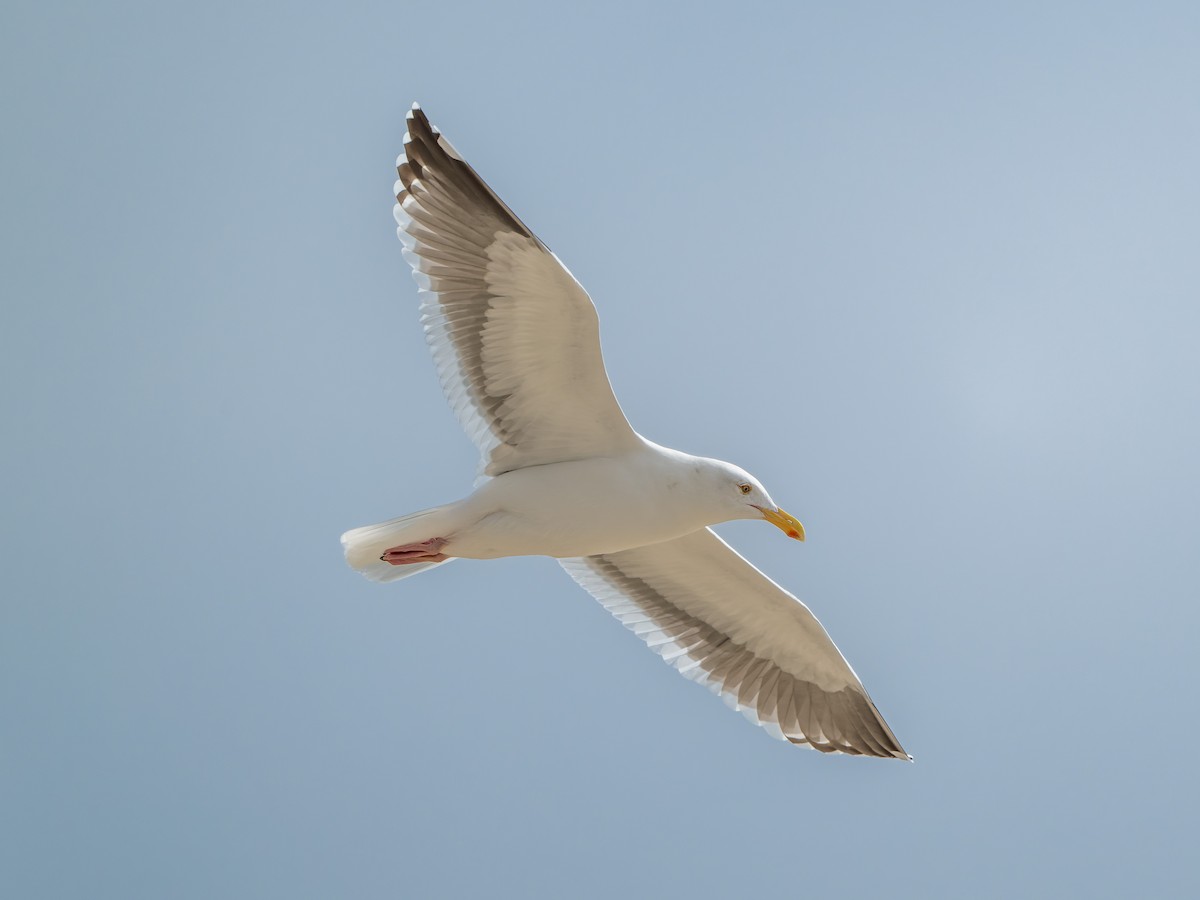 Gaviota Occidental - ML644684741