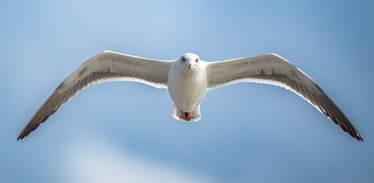 Gaviota Occidental - ML644684742