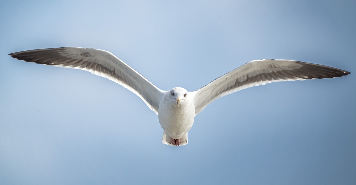 Gaviota Occidental - ML644684743