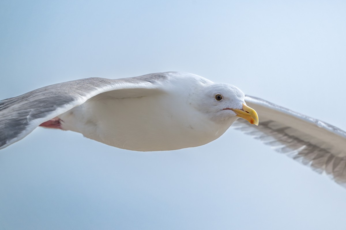 Gaviota Occidental - ML644684744