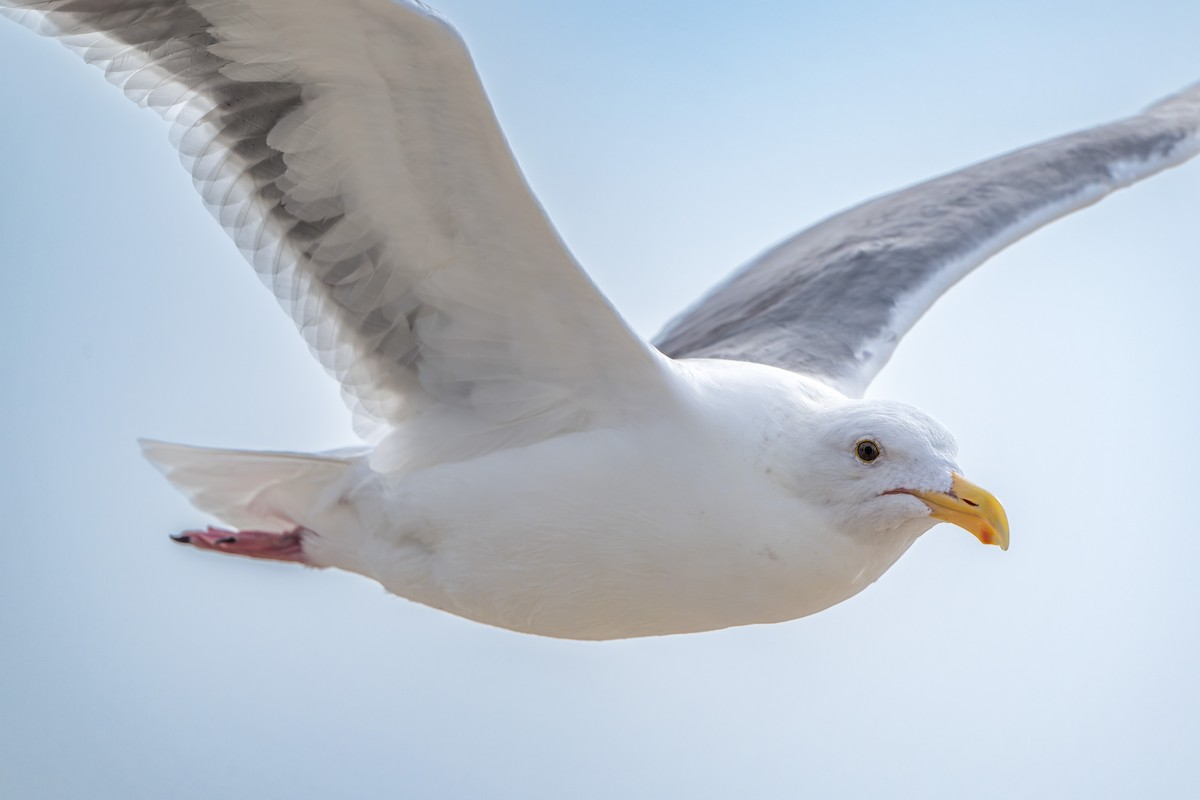 Gaviota Occidental - ML644684746