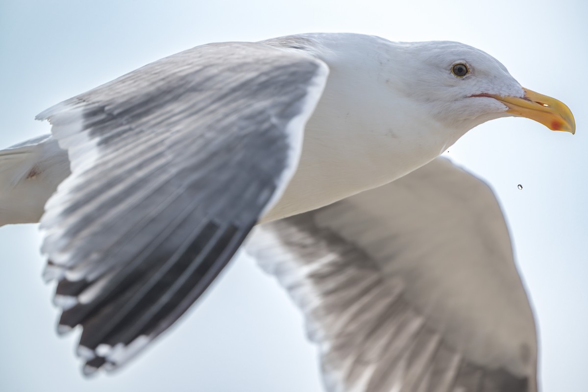 Gaviota Occidental - ML644684747