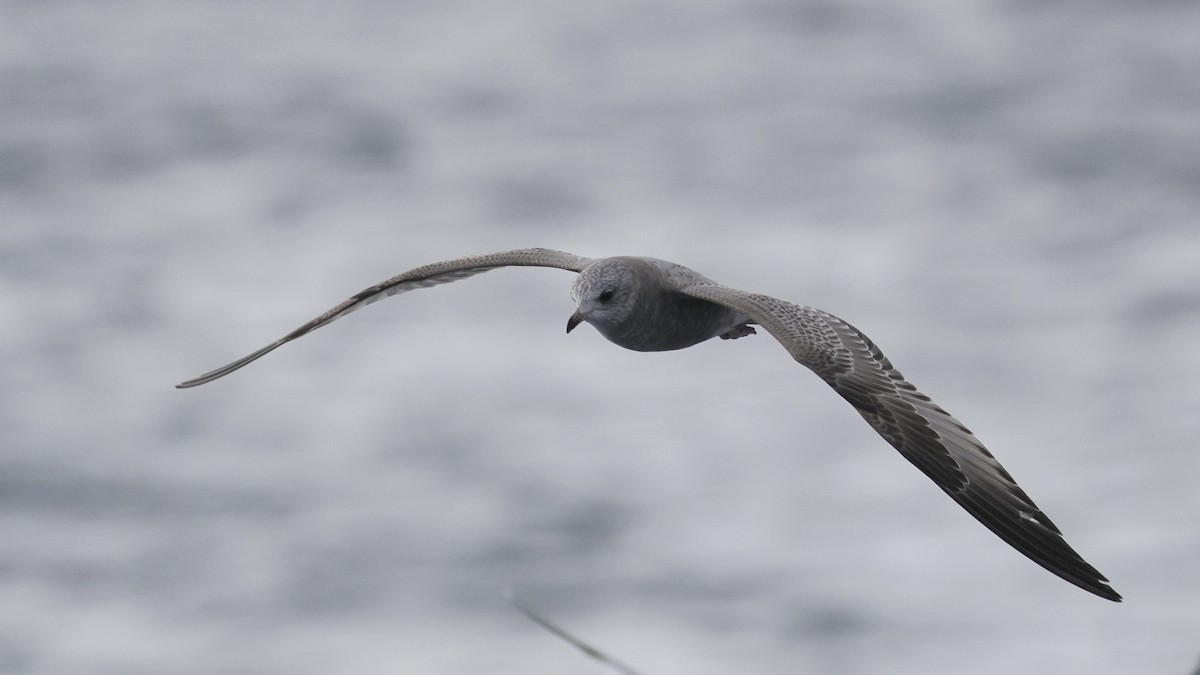 Short-billed Gull - ML644684748