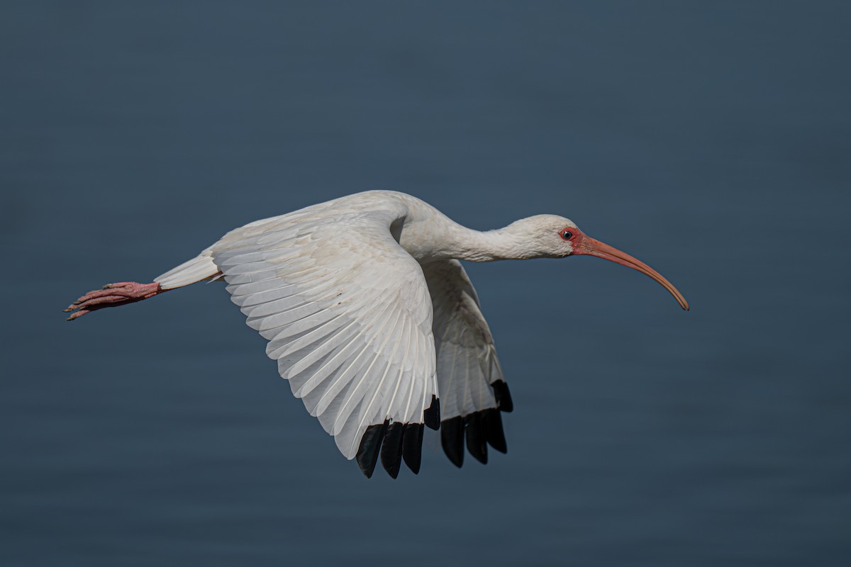 White Ibis - ML644684750