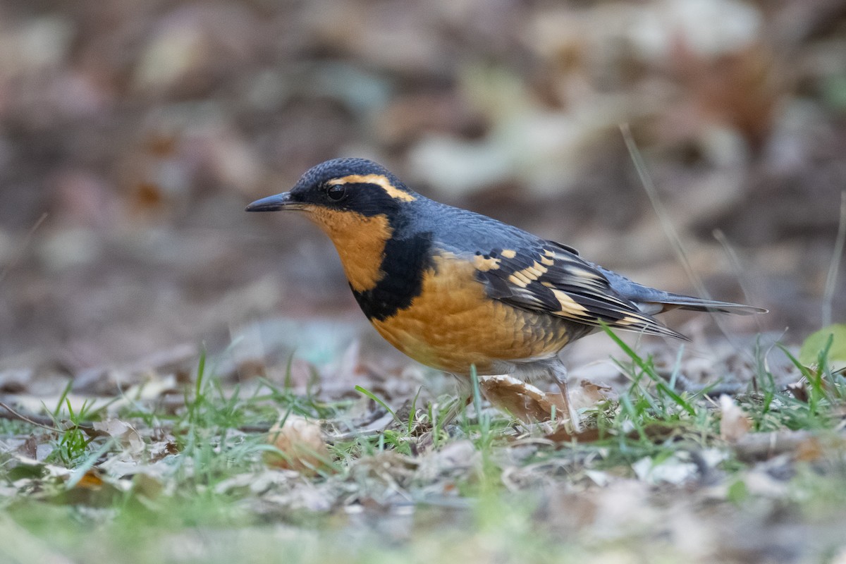 Varied Thrush - ML644684752