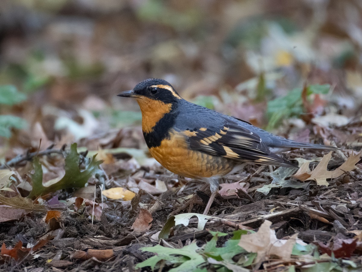 Varied Thrush - ML644684753