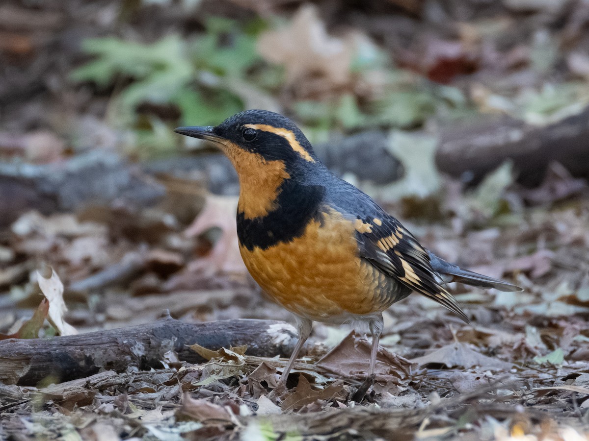Varied Thrush - ML644684754