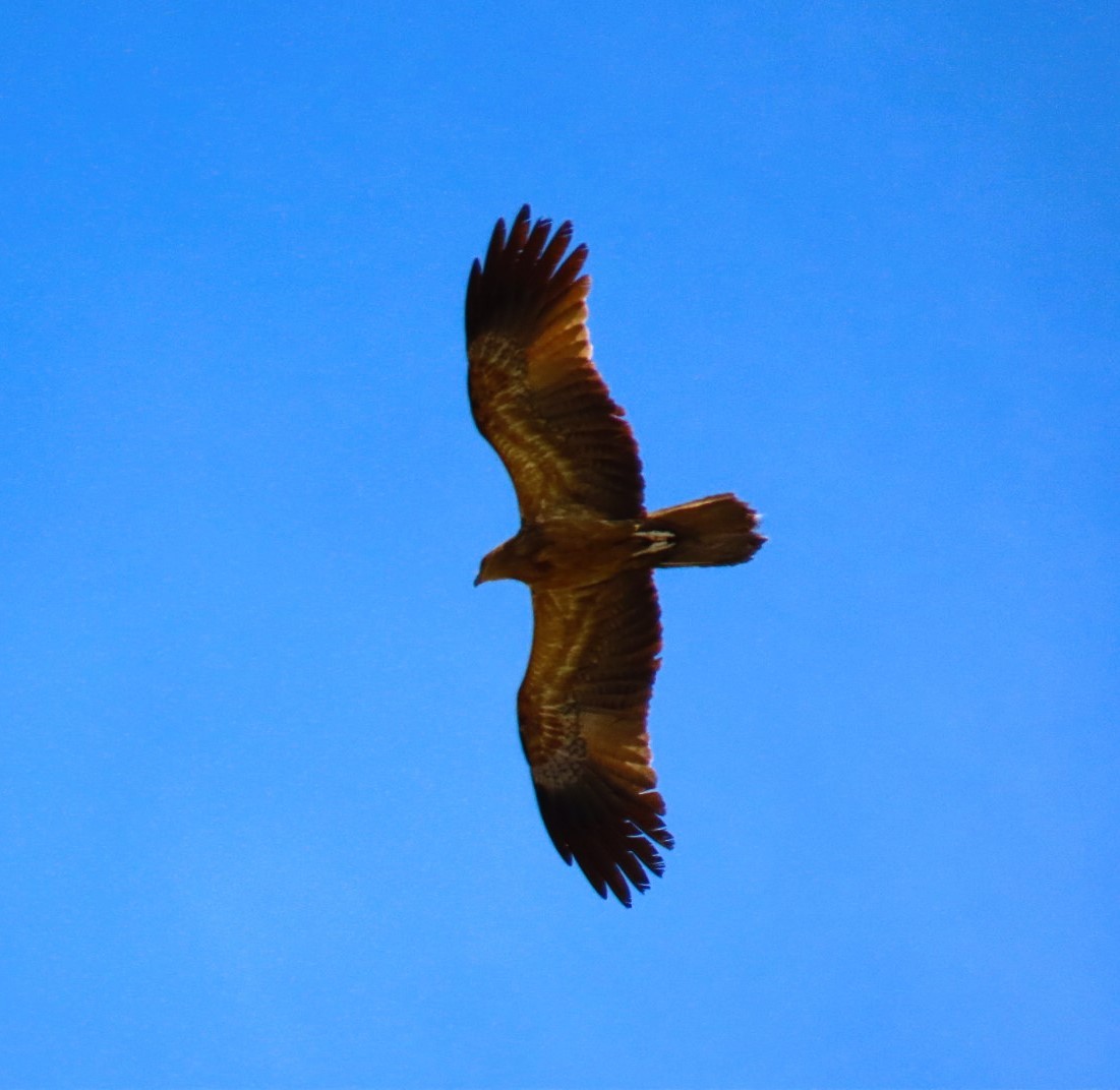 Whistling Kite - ML644684755