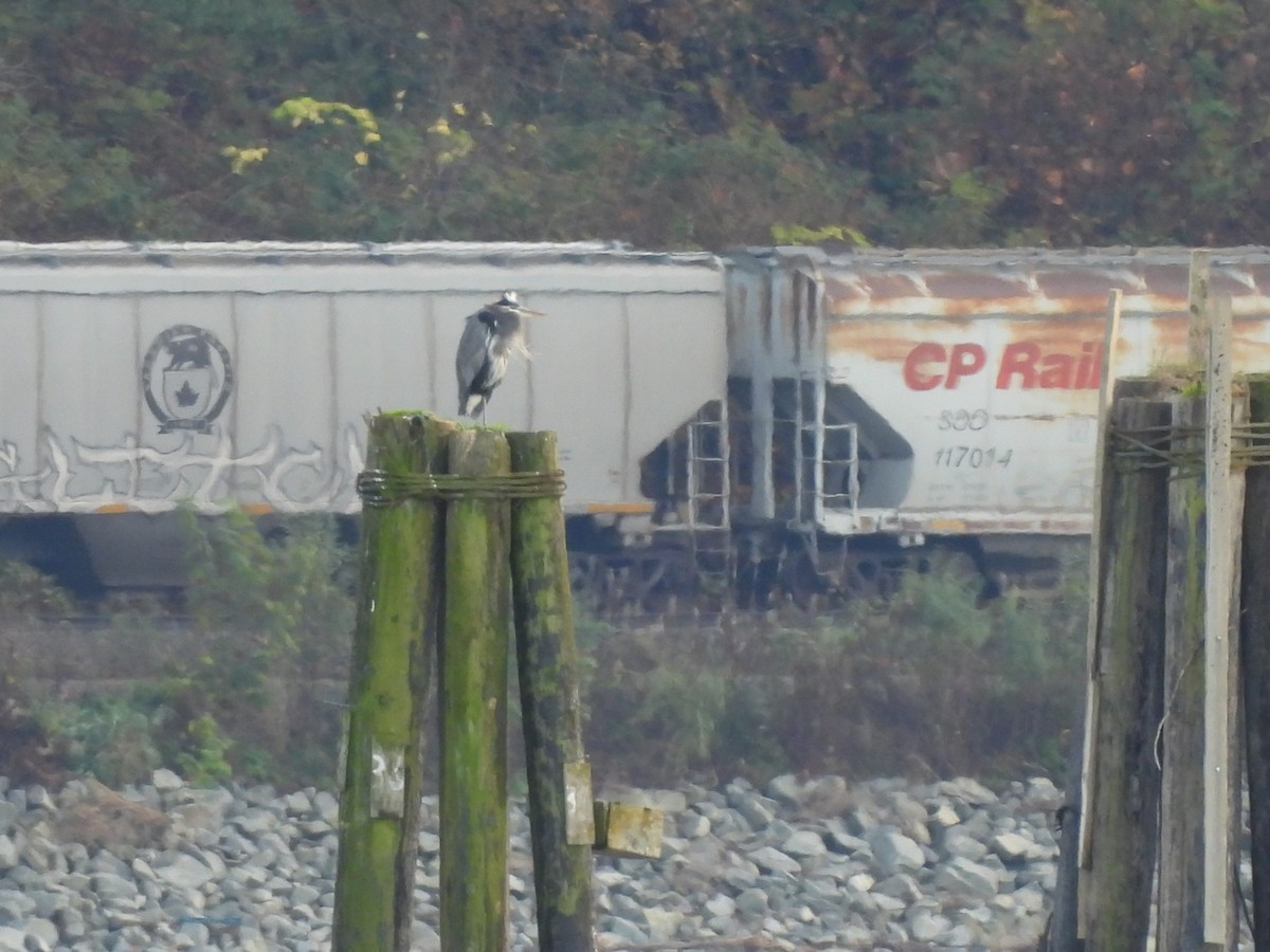 Great Blue Heron - ML644684762