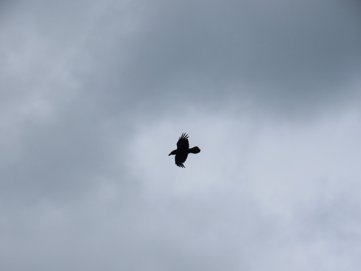 Common Raven - ML644684768