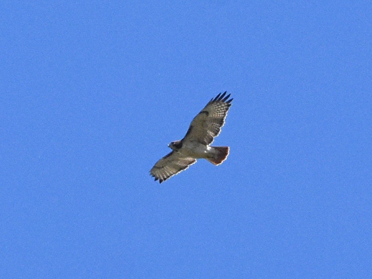 Red-tailed Hawk - ML644684771