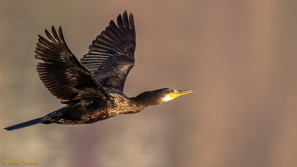 Баклан індійський - ML644684772