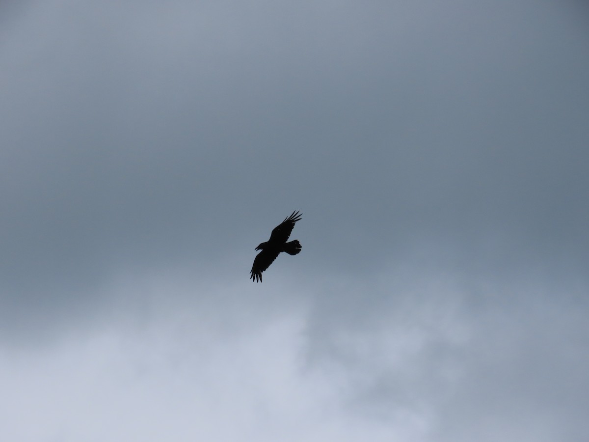 Common Raven - ML644684773