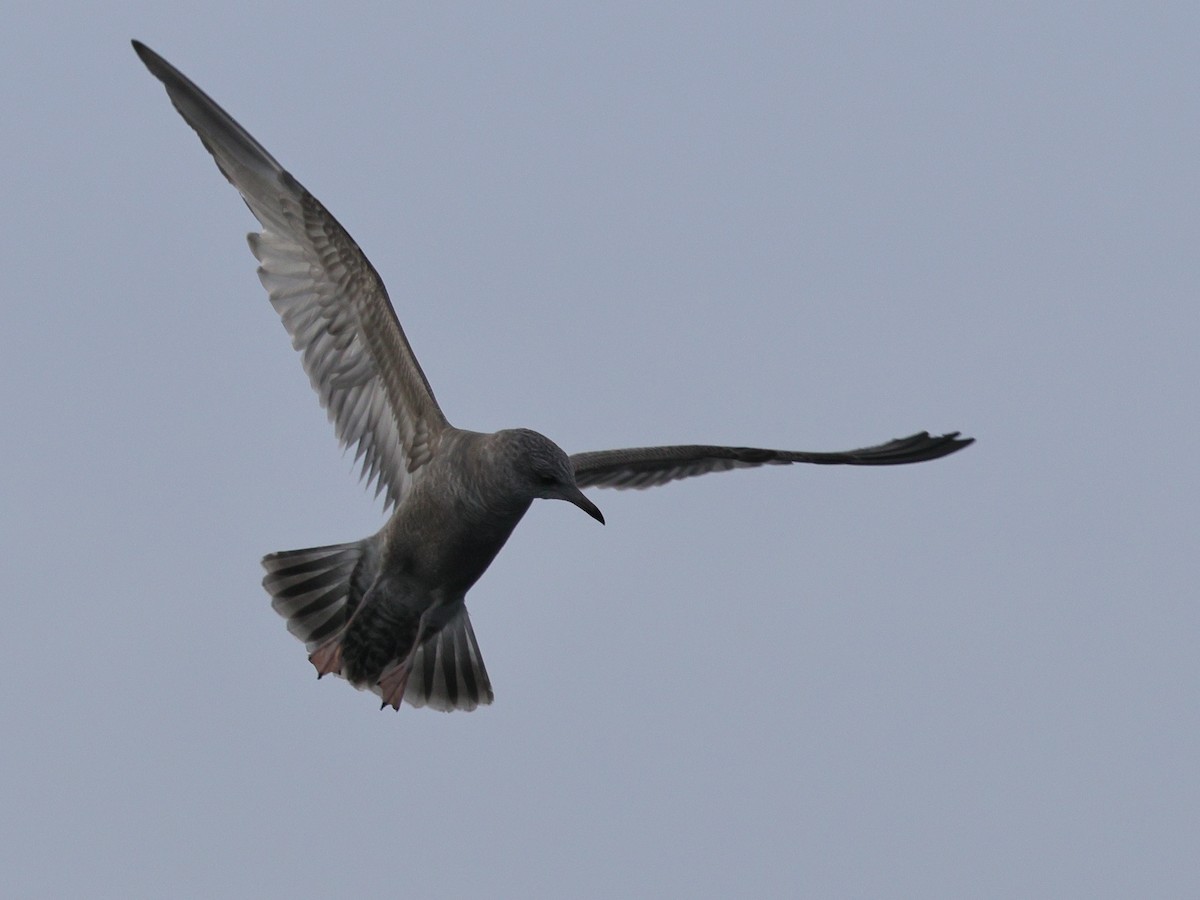 Short-billed Gull - ML644684782