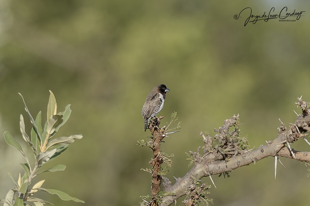 Bronze Mannikin - ML644684785