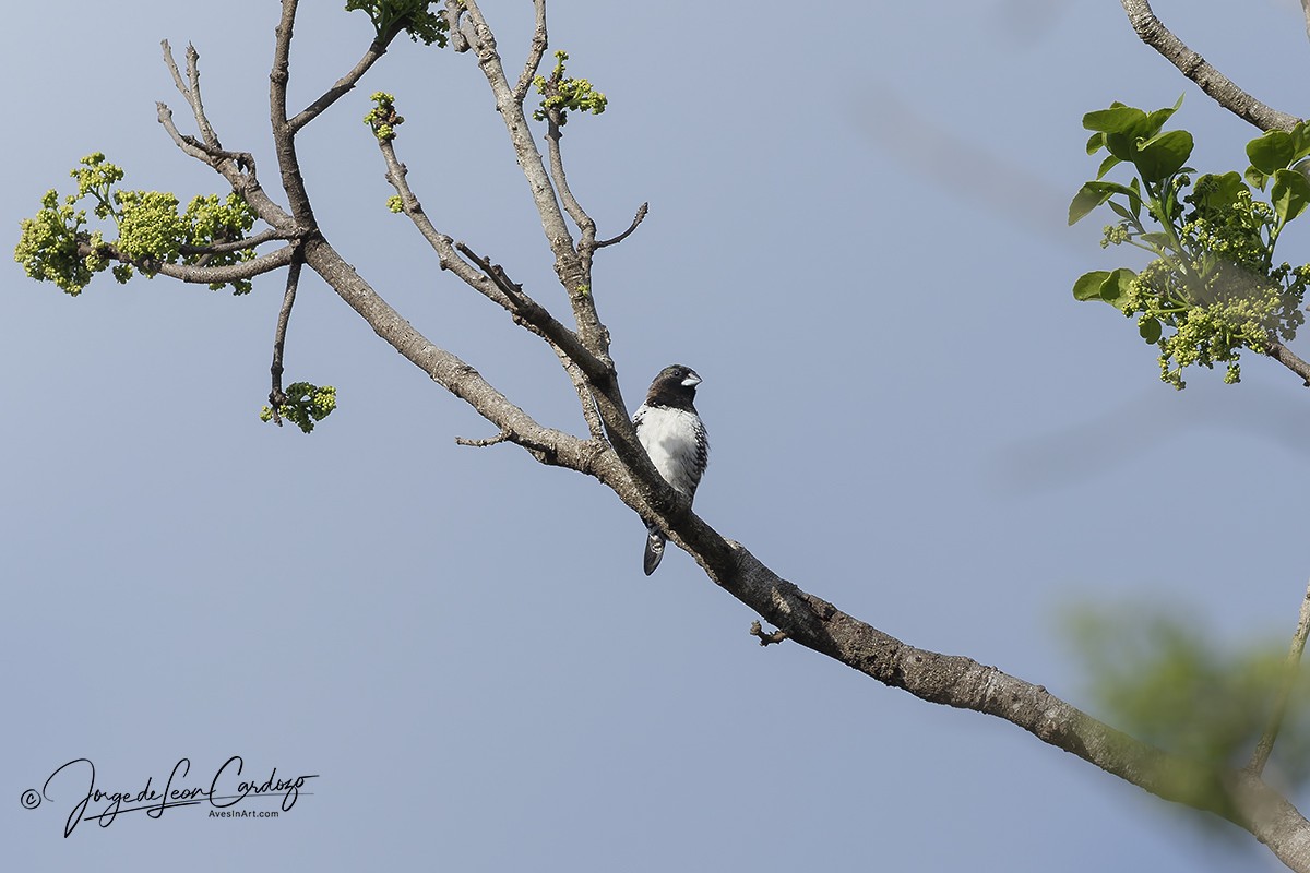 Bronze Mannikin - ML644684786