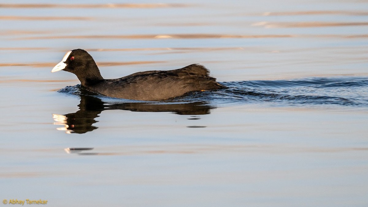 Лиска звичайна - ML644684787