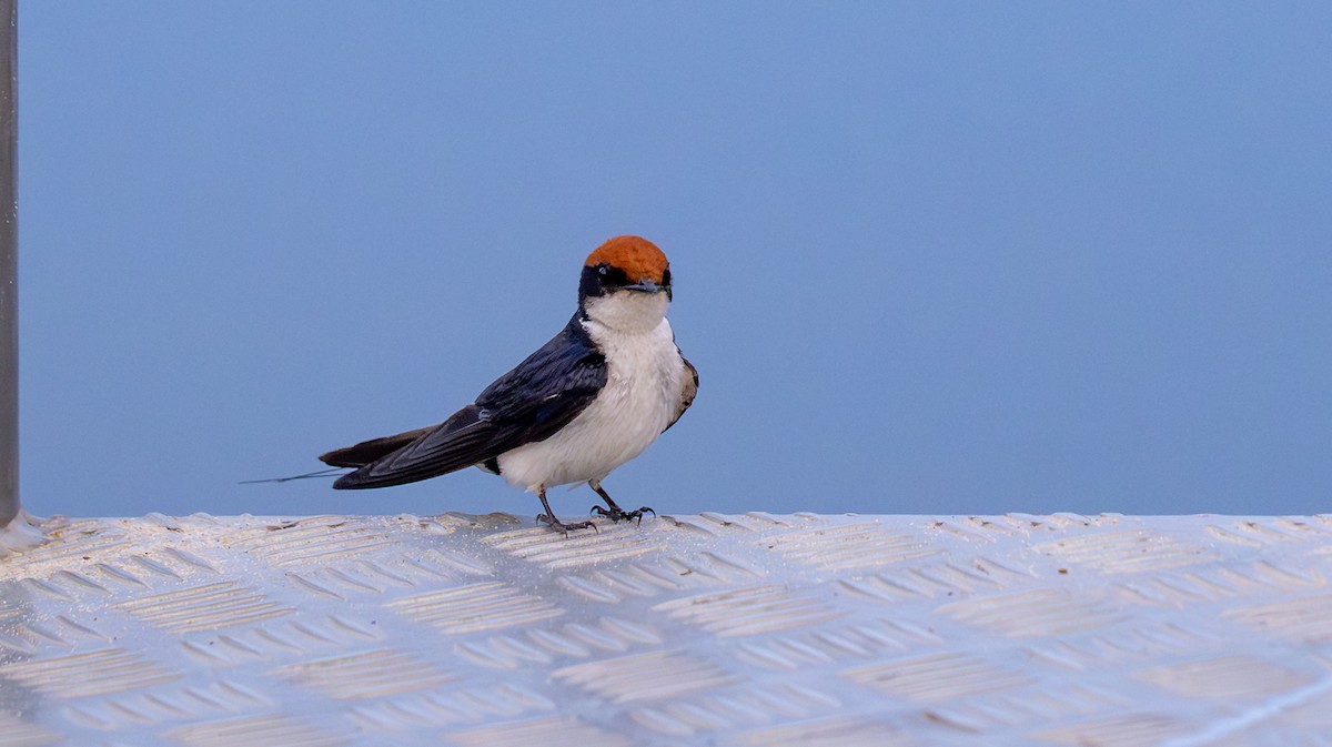 Wire-tailed Swallow - ML644684788