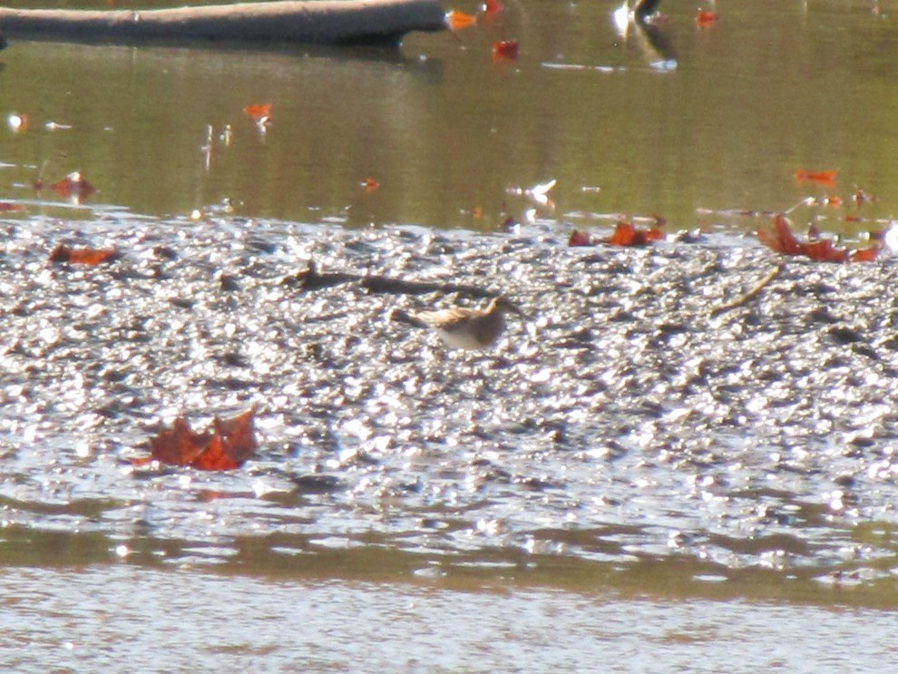 Побережник арктичний - ML644684792