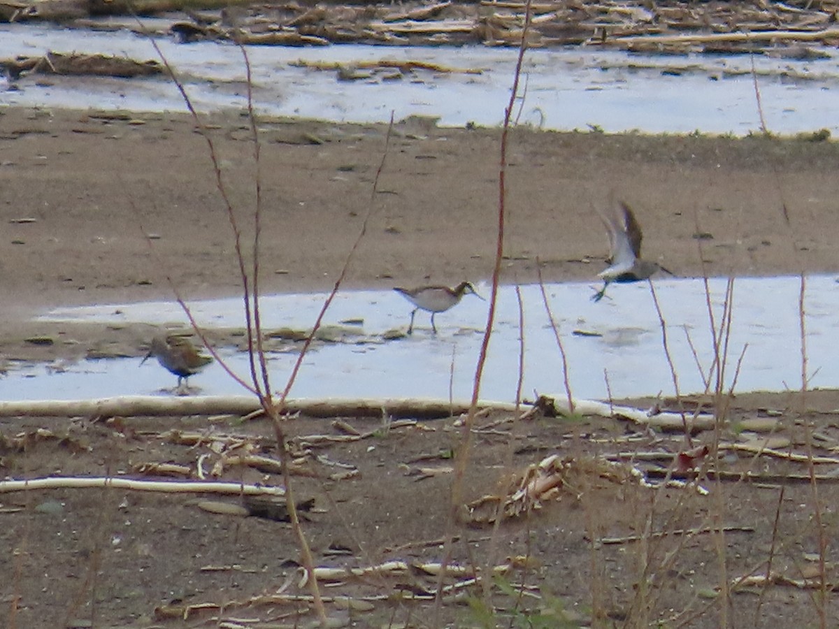 Wilsonwassertreter - ML644684793