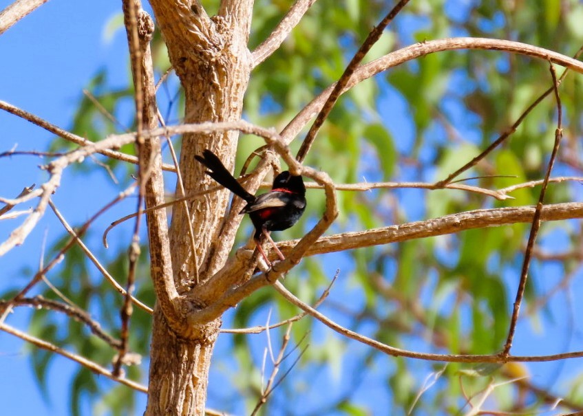 Red-backed Fairywren - ML644684801
