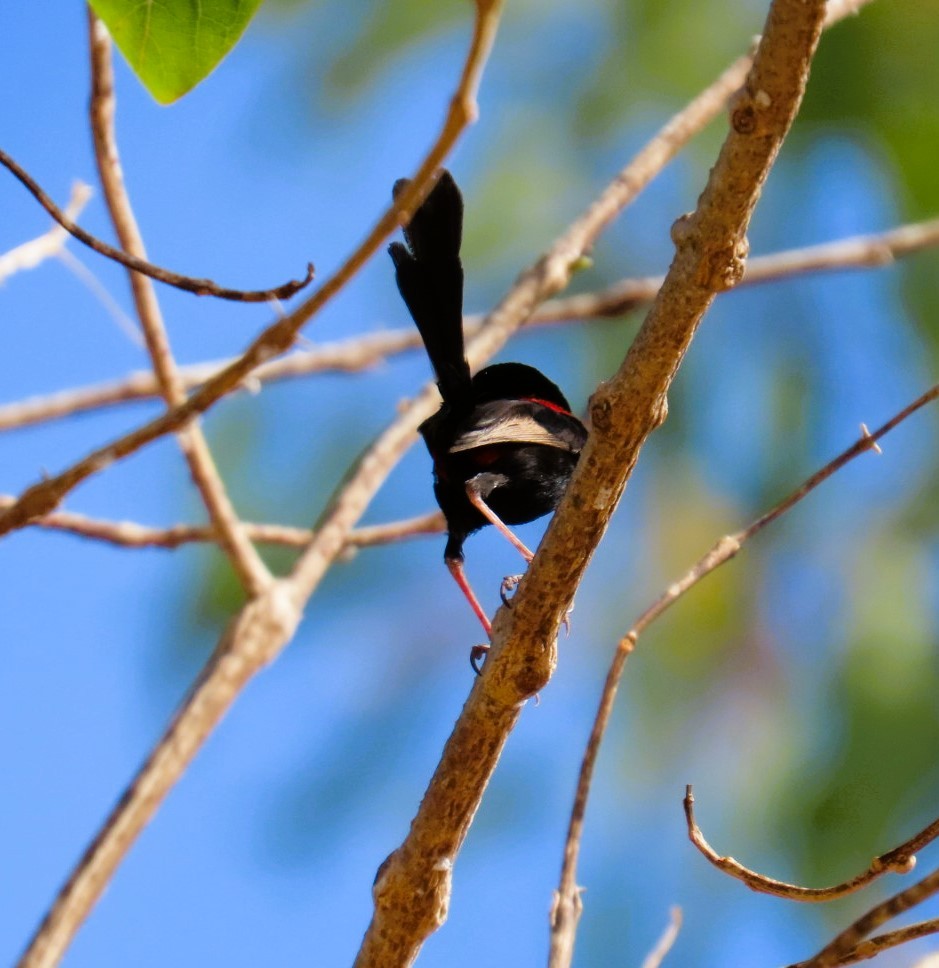 Red-backed Fairywren - ML644684802