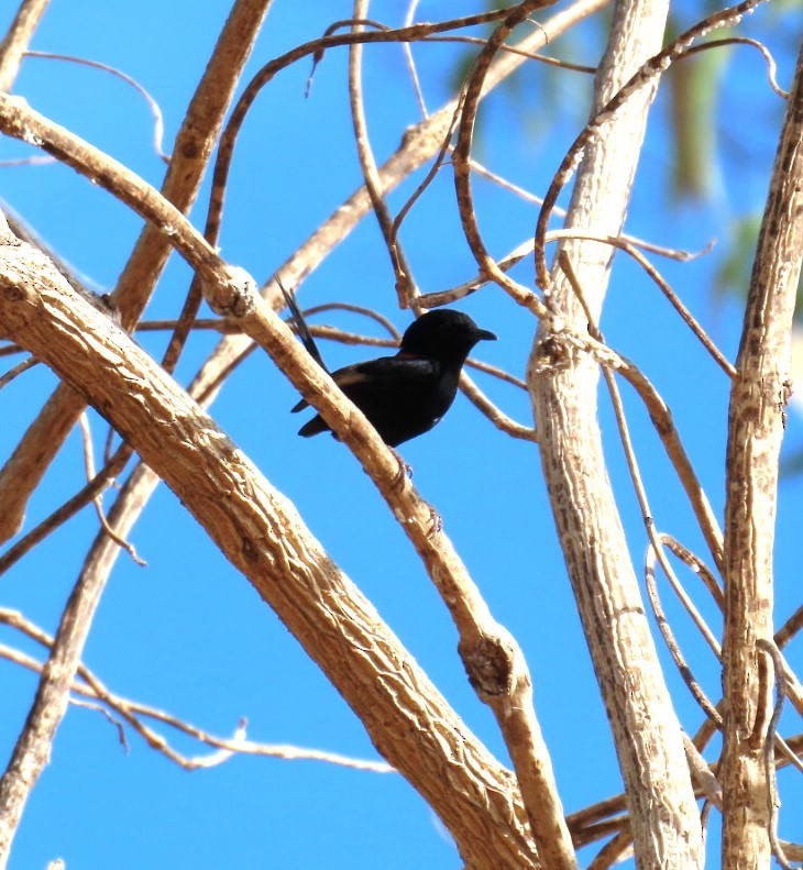 Red-backed Fairywren - ML644684803