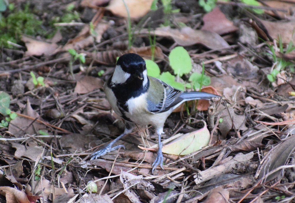 白頰山雀 - ML644684804
