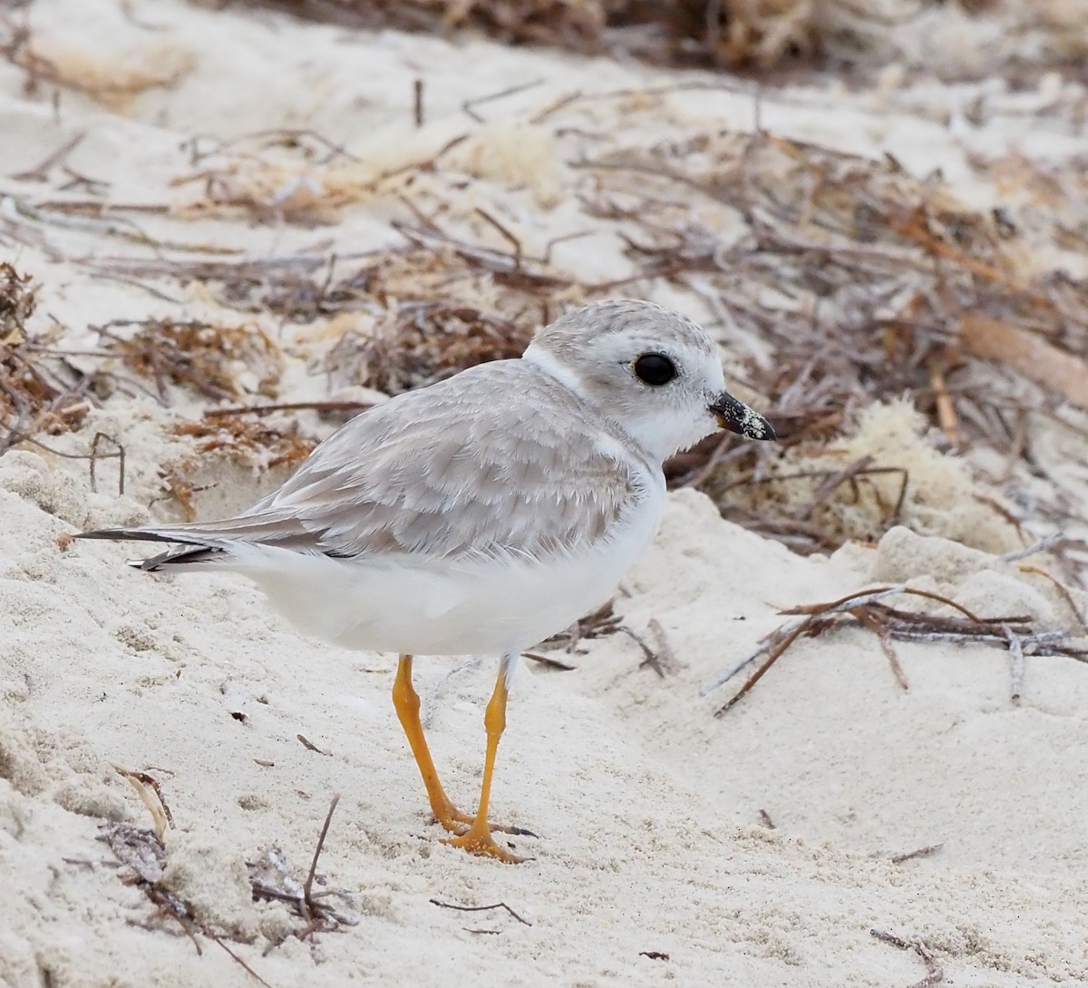 Piping Plover - ML644684805