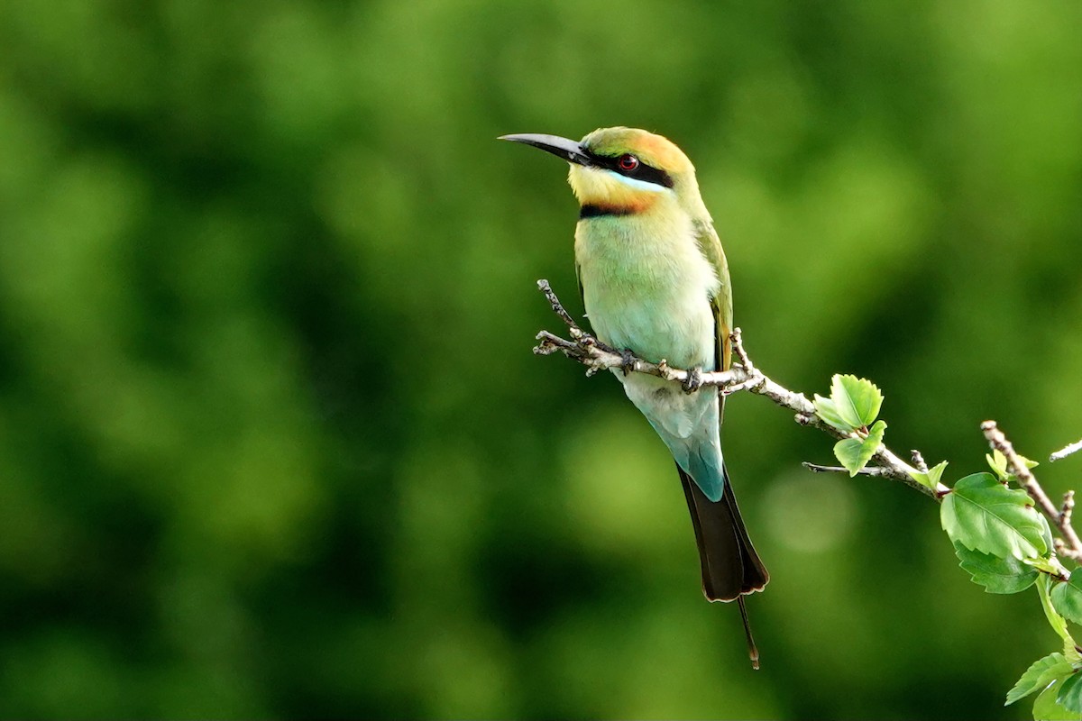 Rainbow Bee-eater - ML644684809