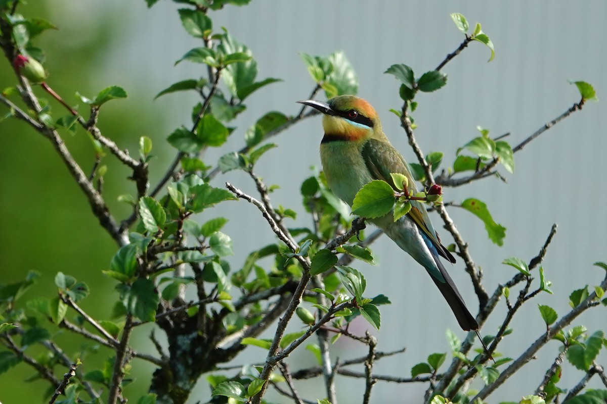 Rainbow Bee-eater - ML644684810