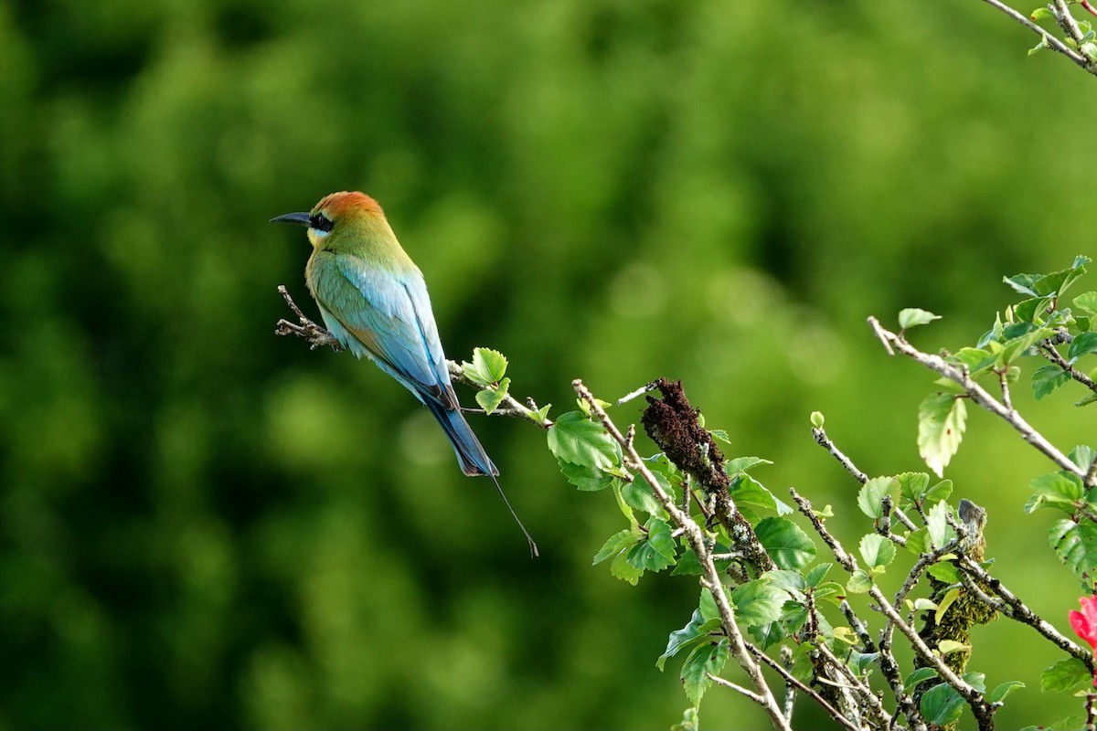 Rainbow Bee-eater - ML644684811