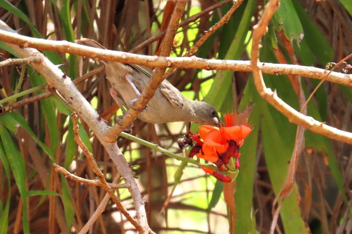 White-gaped Honeyeater - ML644684815