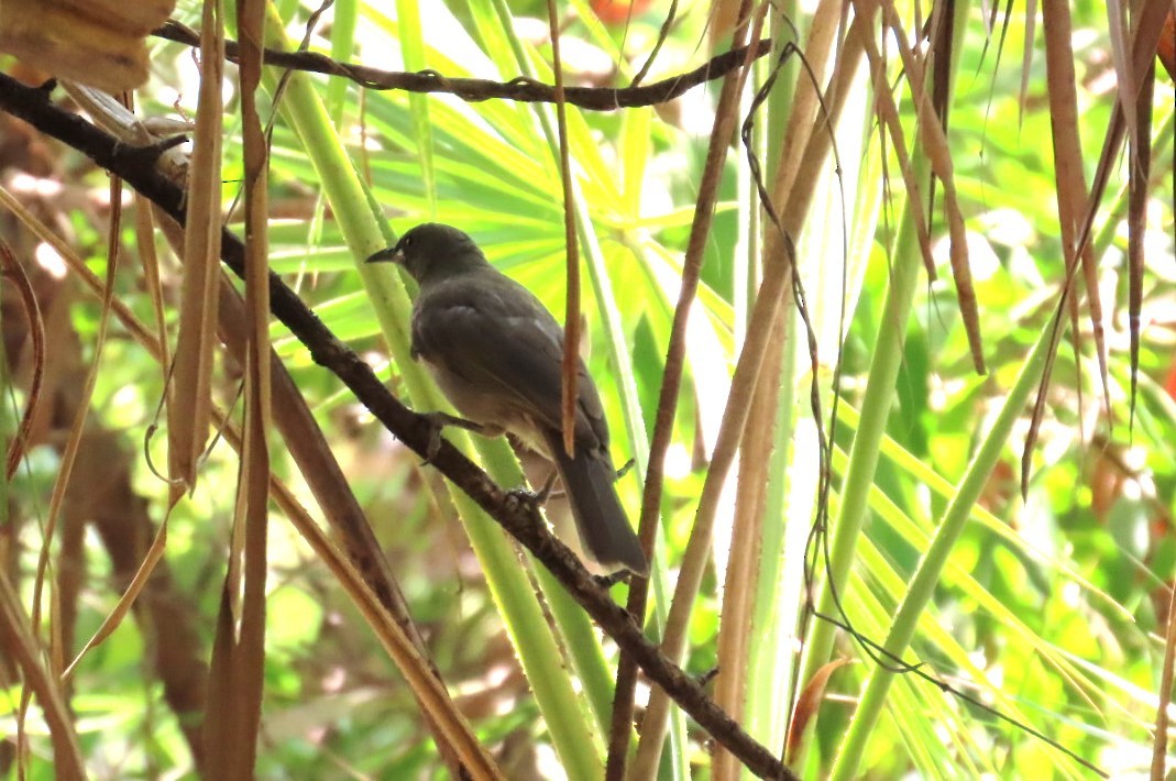 White-gaped Honeyeater - ML644684816