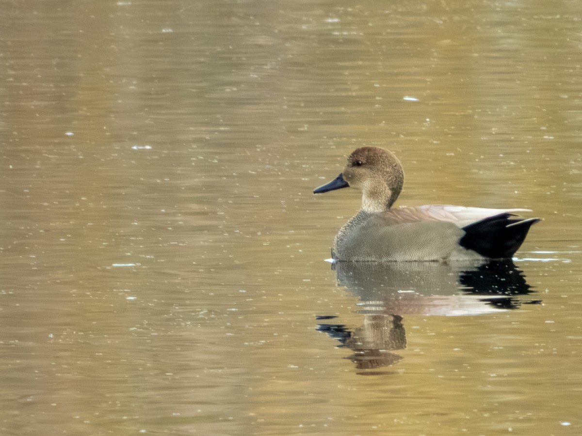 Canard chipeau - ML644684817