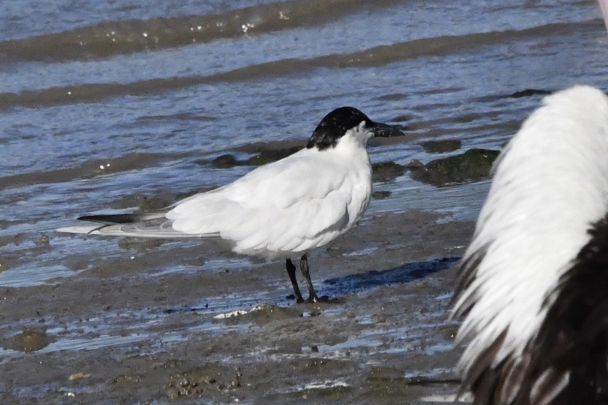 Australian Tern - ML644684818
