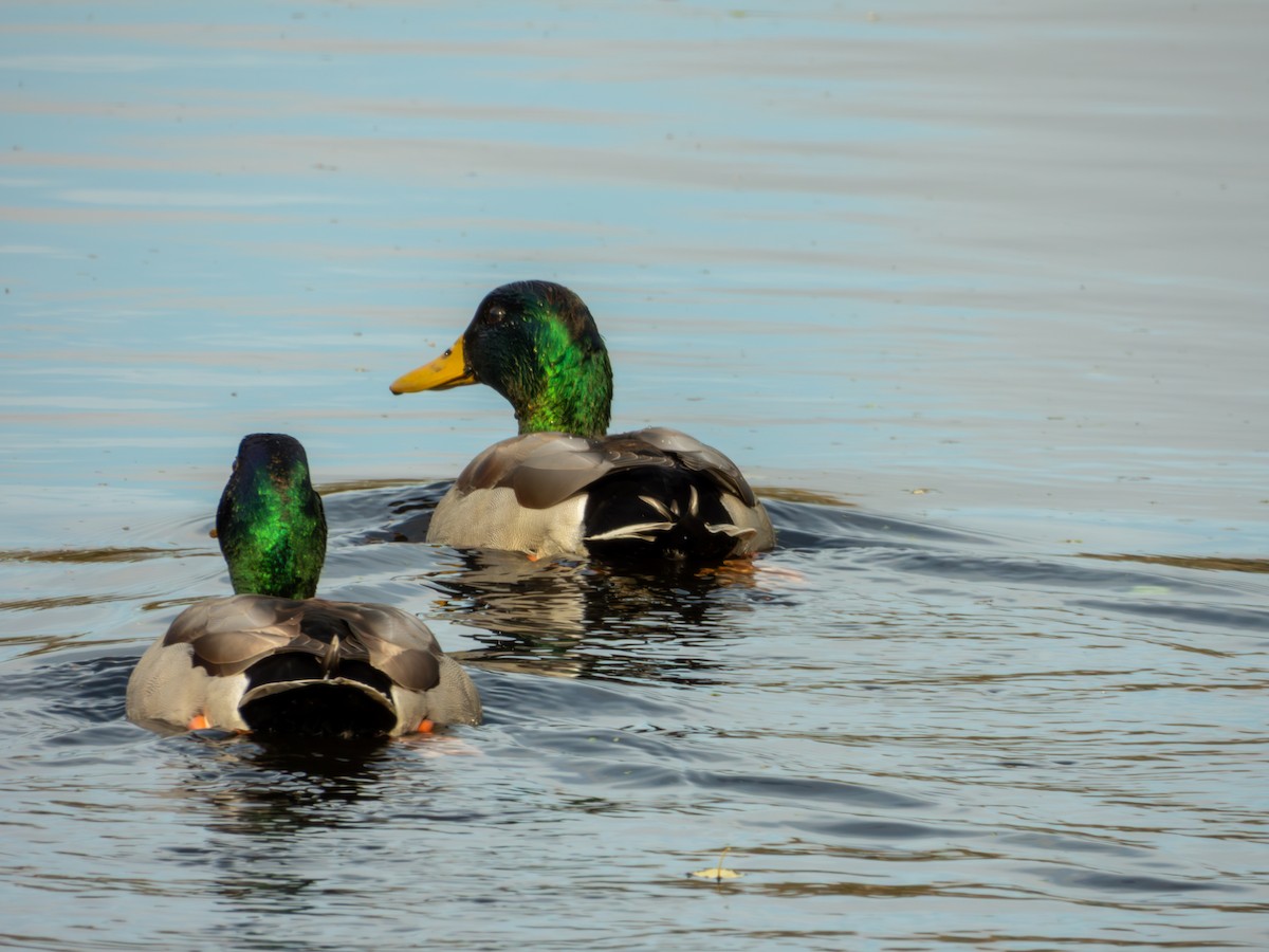 stokkand - ML644684819