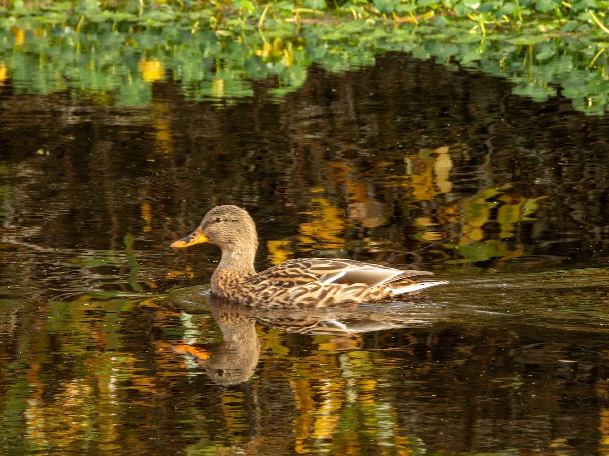 stokkand - ML644684820